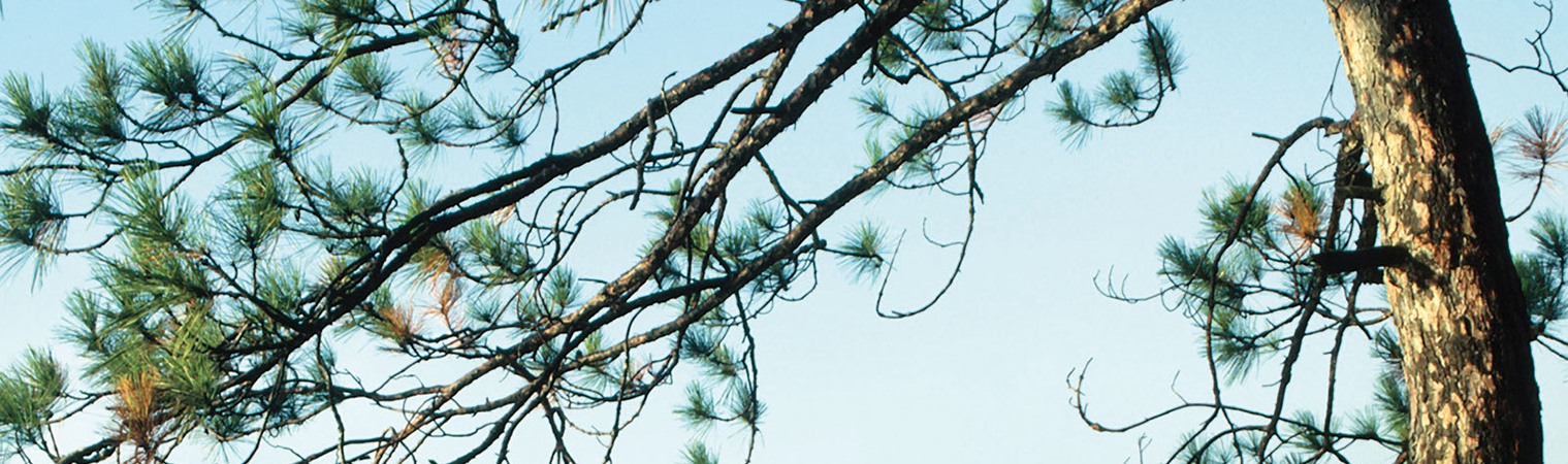 Pycnogenol proprietà curative