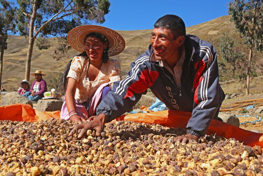 maca peruana