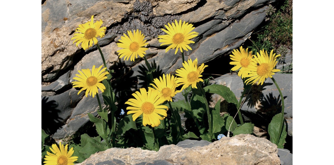 L’Arnica Montana è una pianta officinale alpina.