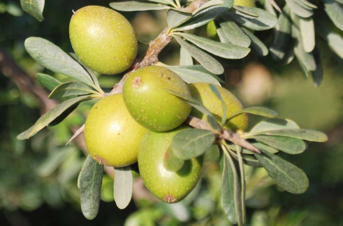 "Argania" o "Argania Spinosa"?