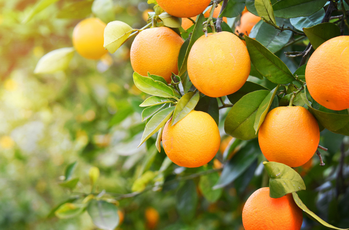 Vitamina C in polvere