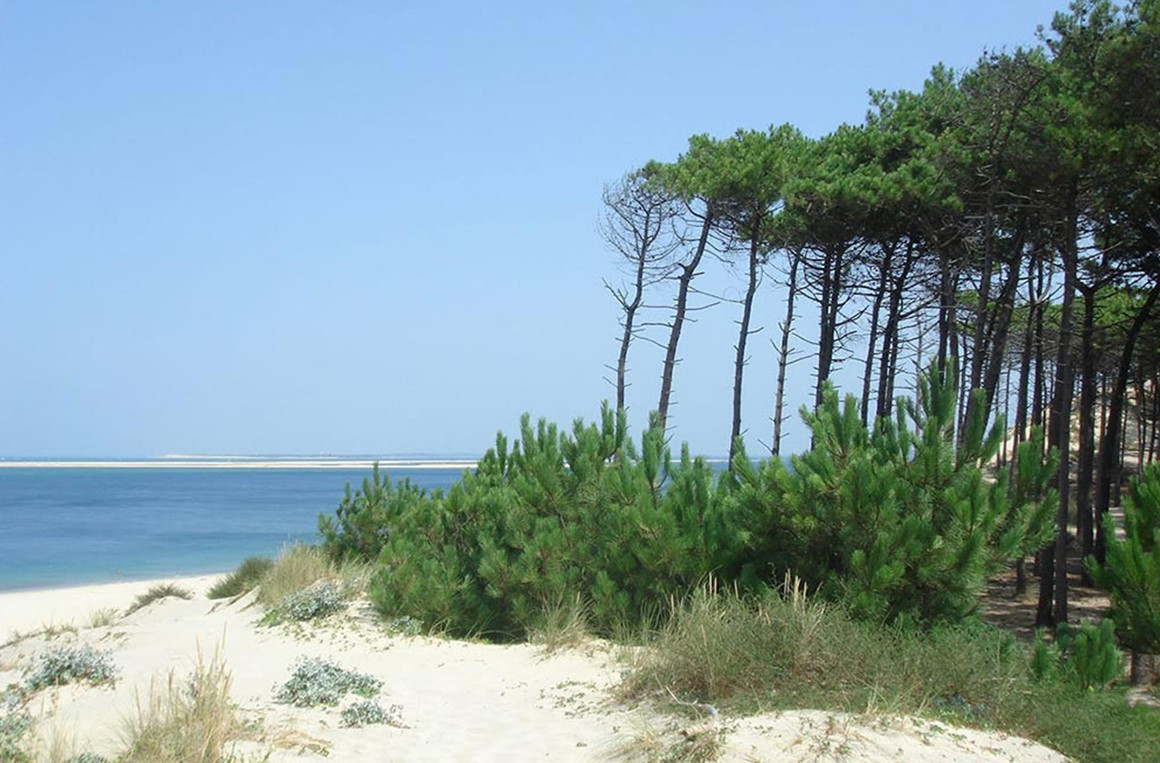 Pycnogenol®: a cosa serve e quali sono i benefici